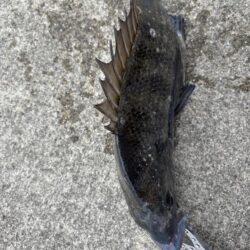 エビ撒きでチヌあたり多い