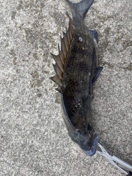 エビ撒きでチヌあたり多い