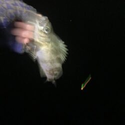 東二見メバル25