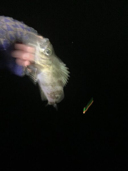 東二見メバル25