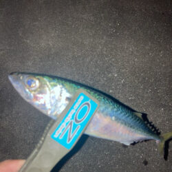 シーバスロッドでフロートアジング