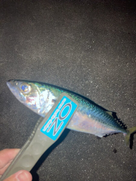 シーバスロッドでフロートアジング