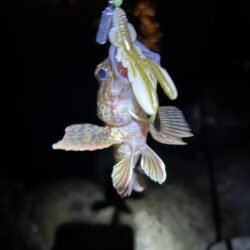 2026.No.5 ライトゲーム