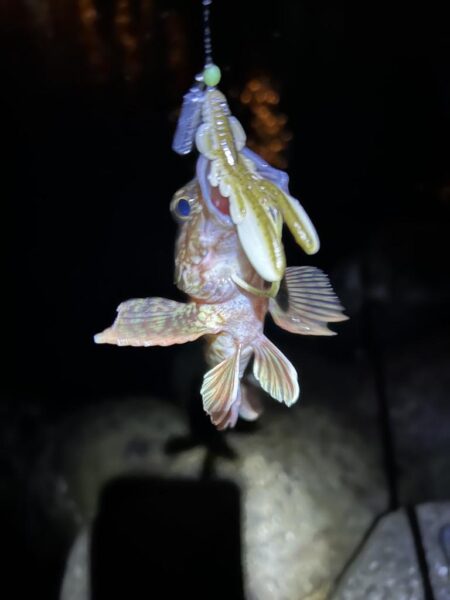 2026.No.5 ライトゲーム