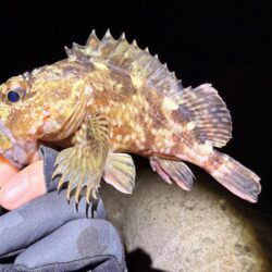 リハビリメバリング