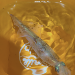 【常神半島】初ヤリイカ！