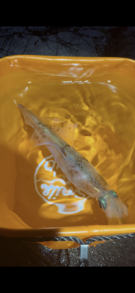 【常神半島】初ヤリイカ！