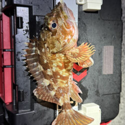 アジどこ居んの？