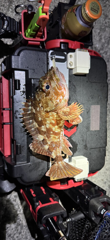 アジどこ居んの？