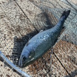 初めてのサーモン釣り｜家島海上釣り堀水宝で釣り大会！