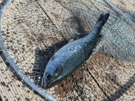 初めてのサーモン釣り｜家島海上釣り堀水宝で釣り大会！
