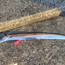 サゴシと太刀魚