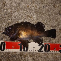 電気ウキ釣り 5