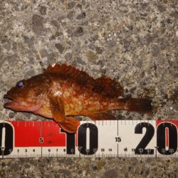 電気ウキ釣り 6