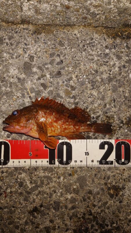 電気ウキ釣り 6