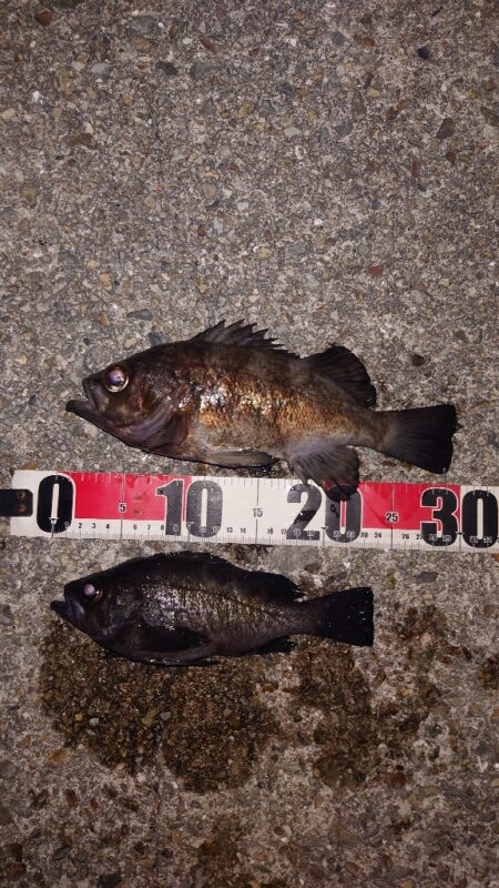 電気ウキ釣り 7