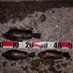 電気ウキ釣り 8