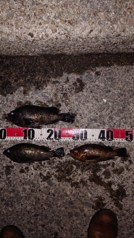 電気ウキ釣り 8