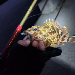 離島ライトゲーム