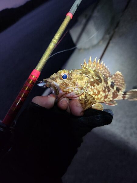 離島ライトゲーム