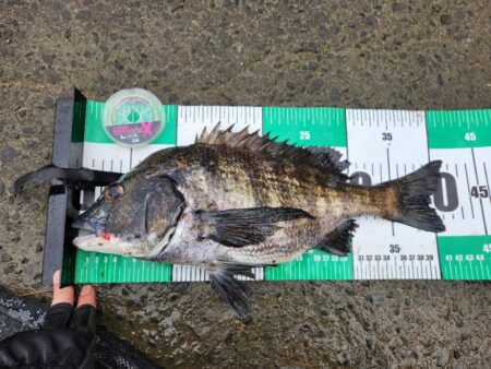 フリリグ、ミドスト、プラグ。何でもアリチニング