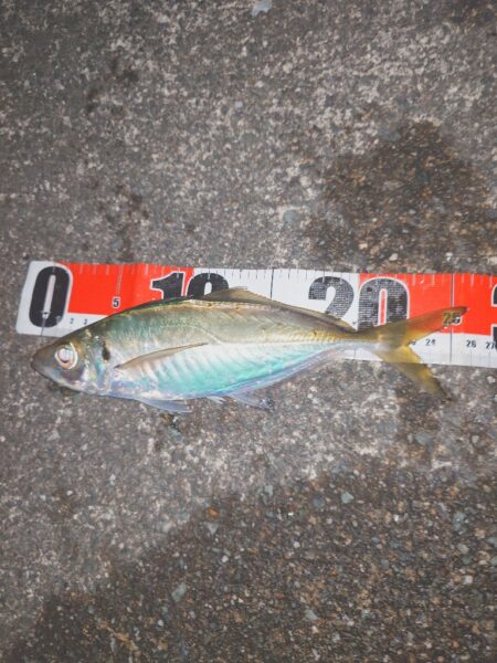 久々いいサイズきた~