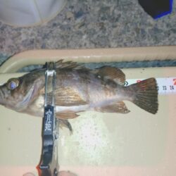 雨降り前のメバリング