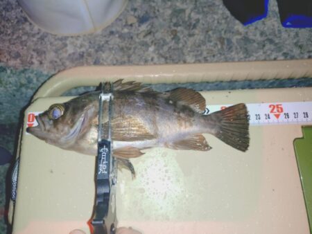 雨降り前のメバリング