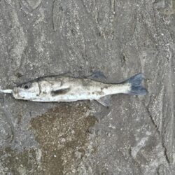 シーバス!息子釣果!今年初!