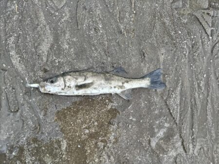 シーバス!息子釣果!今年初!