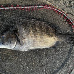 イチノ兄弟、釣果!