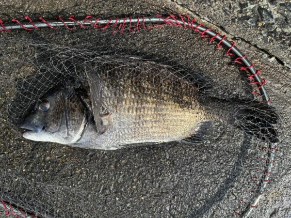 イチノ兄弟、釣果!