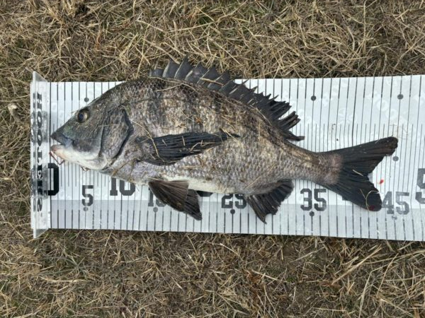 イチノ兄弟、釣果！