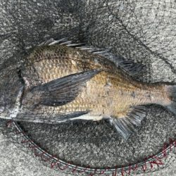 イチノ兄弟、釣果！