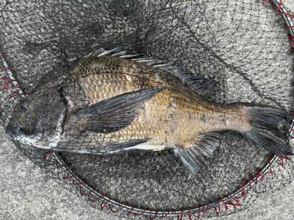 イチノ兄弟、釣果！