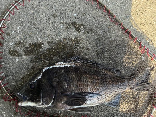 イチノ兄弟、釣果!