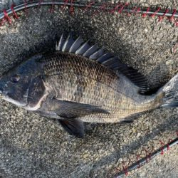 イチノ兄弟、釣果！