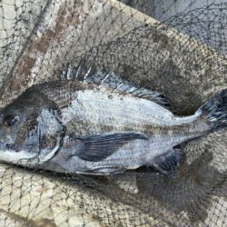 イチノ兄弟、釣果!