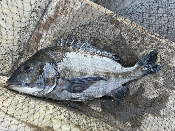 イチノ兄弟、釣果!