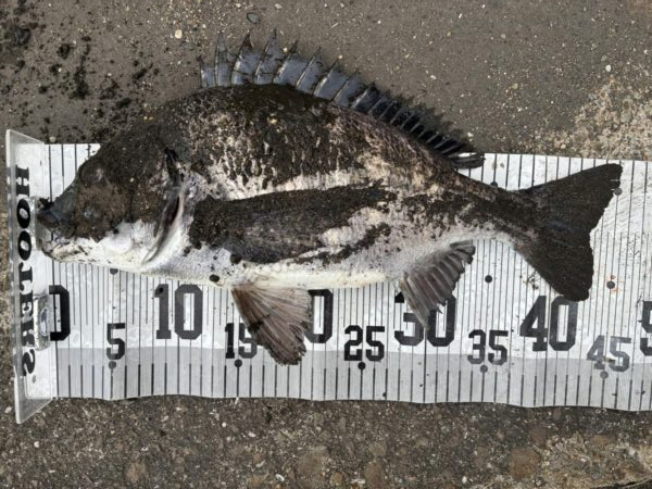 イチノ兄弟、釣果！