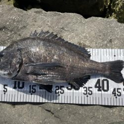 イチノ兄弟、釣果！