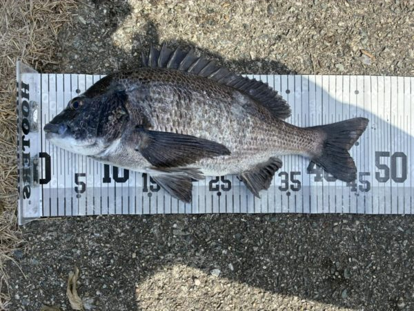 イチノ兄弟、釣果！