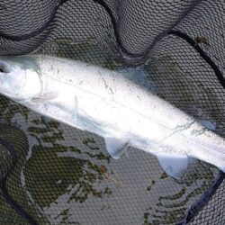 厳しい！ ～天竜川ルアーフライテンカラ専用…