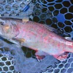 ラインブレイク多発 ～岡崎トラウトポンド～…