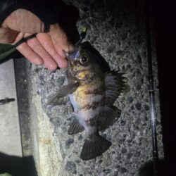 やっとマシなサイズが