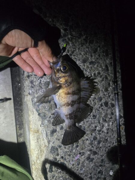 やっとマシなサイズが