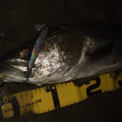 久々の河川シーバス