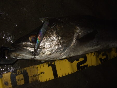 久々の河川シーバス