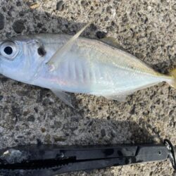 ギガアジを求めてリベンジ