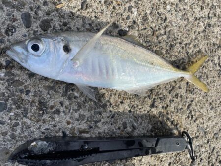 ギガアジを求めてリベンジ